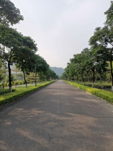 道路景观